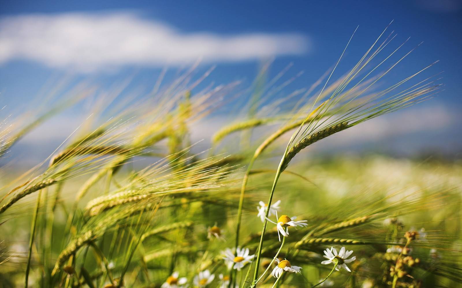 Campo de trigo movido por el viento