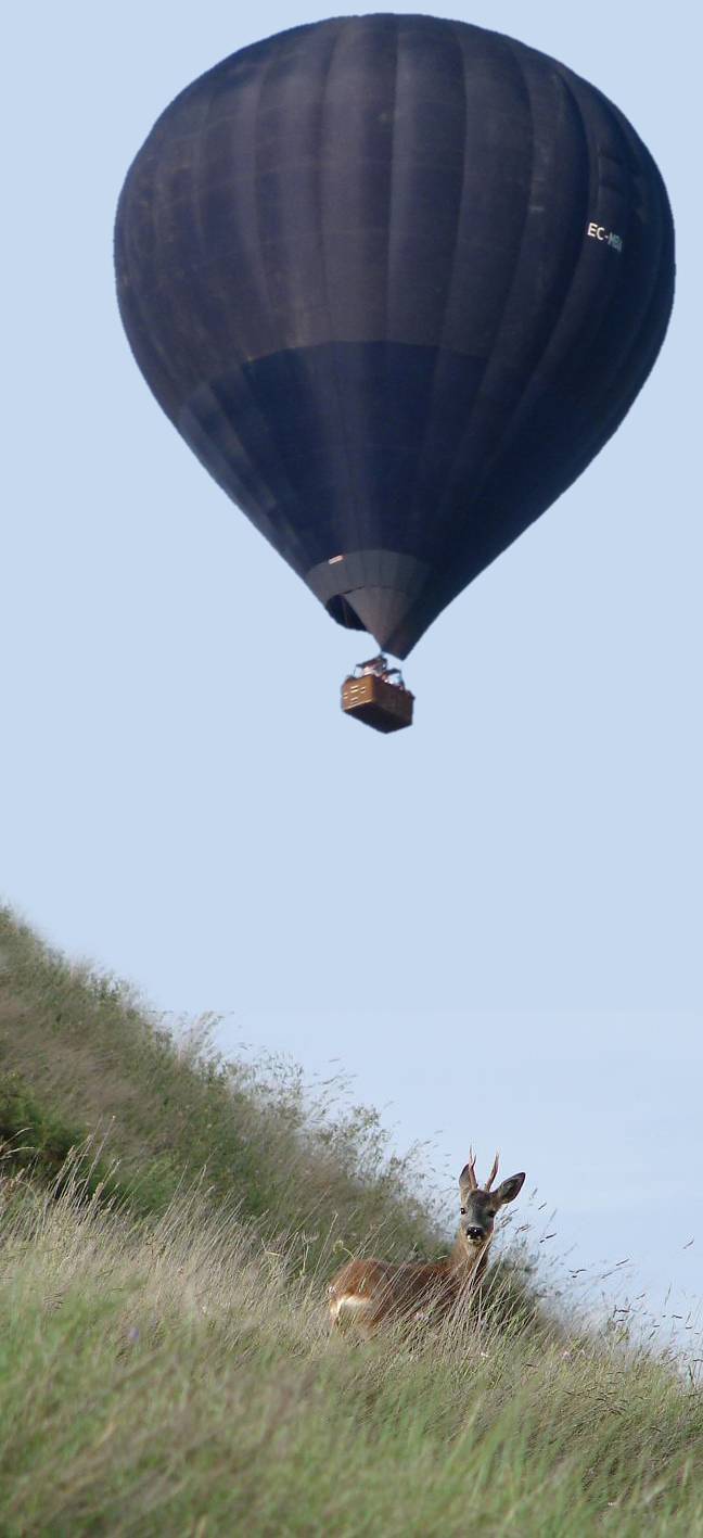 Observar a los corzos durante el vuelo en globo.