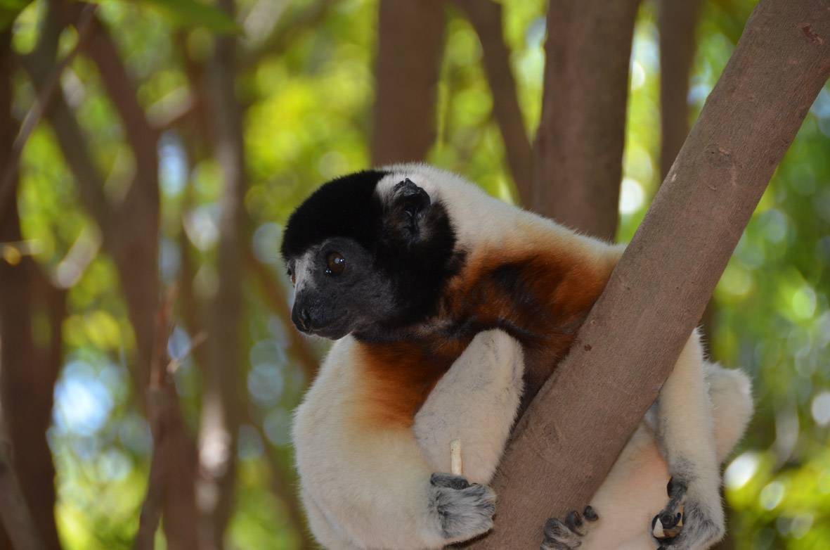 Lemur en la reserva Lemur´s Park