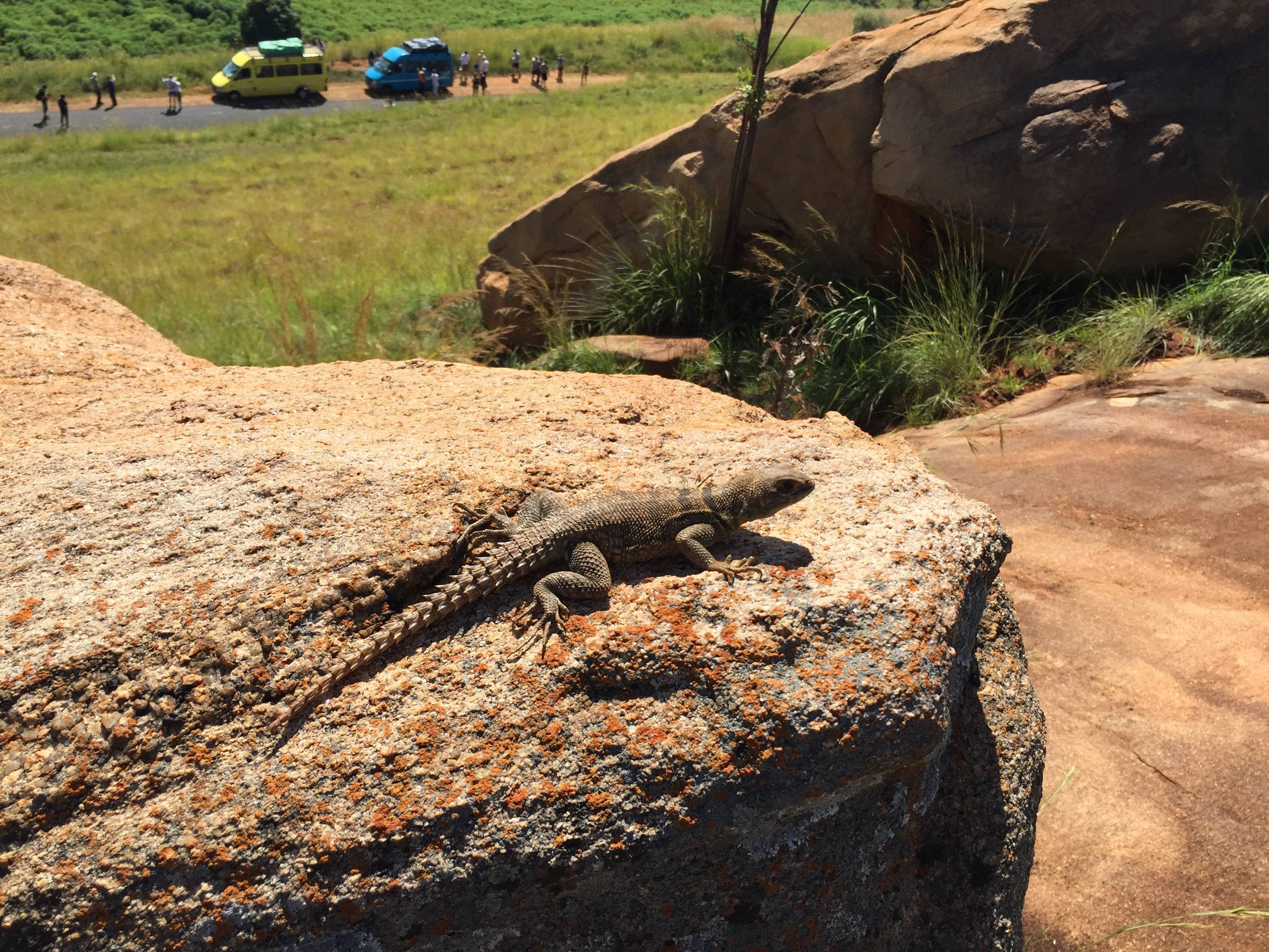 Los minibuses de la expedición desde la perspectiva de este lagarto.