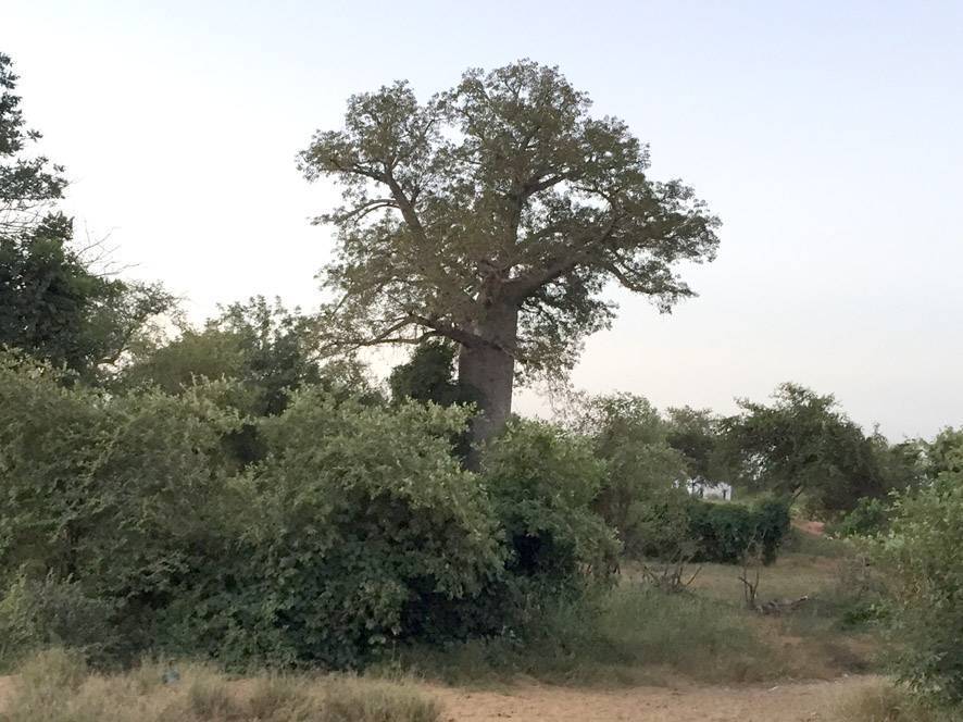 Apenas sin luz encontramos nuestro primer baobab...
