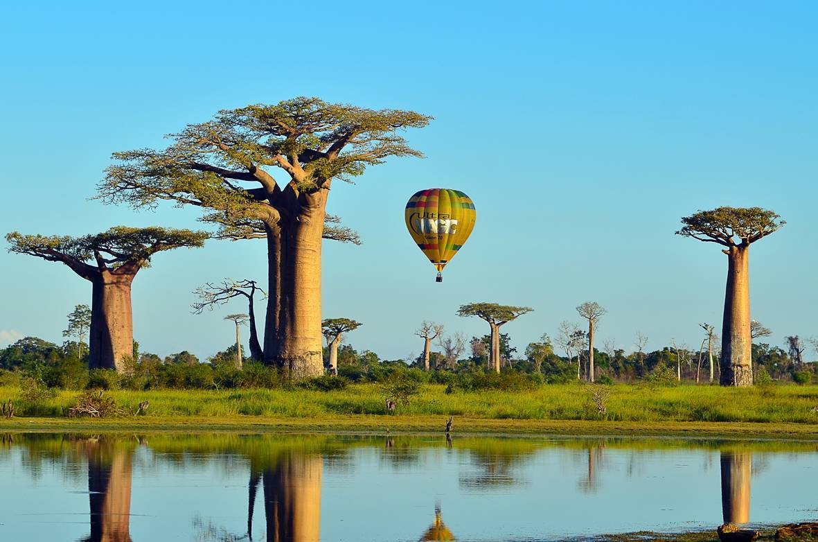 Volando entre baobabs.
