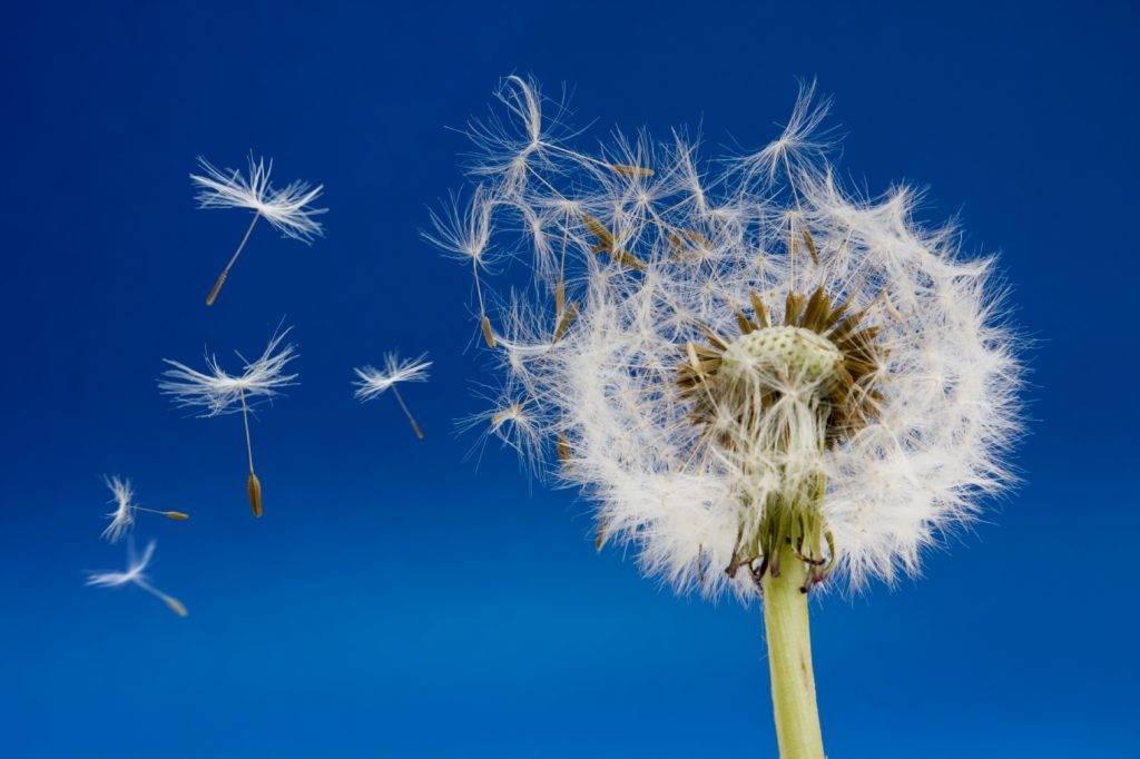 Flotar en el viento